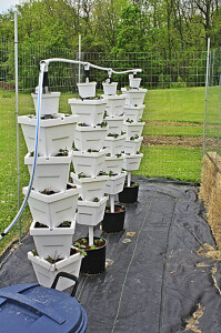 The strawberry starts have rooted and have set several leaves.